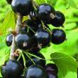 Currant varieties Gulliver Photo and characteristics