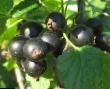 Vinbär sorter Desertnaya Olkhinojj Fil och egenskaper