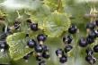 Vinbär sorter Detskoselskaya Fil och egenskaper