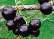 Френско грозде сортове Дубровская снимка и характеристики