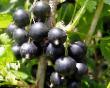 Френско грозде сортове Душистая снимка и характеристики