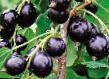 Vinbär sorter Katyusha Fil och egenskaper