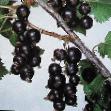 Vinbär sorter Moskovskaya Fil och egenskaper