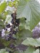 Френско грозде сортове Муравушка снимка и характеристики