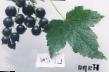 Vinbär sorter Nara Fil och egenskaper