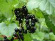 Френско грозде сортове Несравненная снимка и характеристики