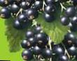 Currant varieties Ozherele Photo and characteristics