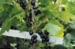 Френско грозде сортове Орловская серенада снимка и характеристики