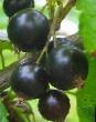 Френско грозде  Шадриха сорт снимка