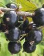 Френско грозде  Августа сорт снимка