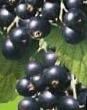 Френско грозде сортове Ранняя Потапенко снимка и характеристики