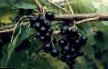 Vinbär sorter Plotnokistnaya Fil och egenskaper