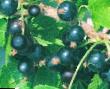 Vinbär sorter Cerera (Yaroslavna) Fil och egenskaper