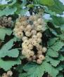 Currant varieties Witte Peyrel Photo and characteristics