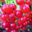 Vinbär sorter Uralskie Zori  Fil och egenskaper