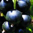 Френско грозде  Июньская Кондрашовой сорт снимка