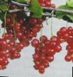 Френско грозде сортове Ролан снимка и характеристики
