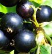Vinbär sorter Gerkules Fil och egenskaper