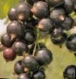 Френско грозде сортове Искушение снимка и характеристики