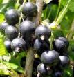 Френско грозде сортове Черешневая снимка и характеристики