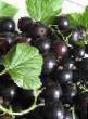 Vinbär sorter Peterburzhenka  Fil och egenskaper