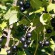 Френско грозде сортове Отборная снимка и характеристики