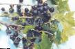 Френско грозде сортове Сельва снимка и характеристики