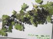 Френско грозде сортове Барнаульская снимка и характеристики
