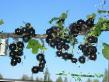 Френско грозде сортове Ида снимка и характеристики