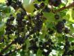 Vinbär sorter Lentyajj Fil och egenskaper