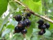 Vinbär sorter Slastjona Fil och egenskaper