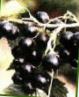 Френско грозде  Деликатес сорт снимка