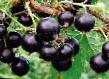 Vinbär sorter Vologda Fil och egenskaper