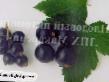 Френско грозде сортове Уссури снимка и характеристики