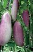 Eggplant varieties Romantik Photo and characteristics