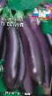 une aubergine les espèces Esaul F1 Photo et les caractéristiques