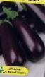 une aubergine  Vehratik l'espèce Photo