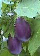 Eggplant varieties Severnyjj blyuz f1 Photo and characteristics