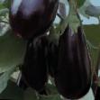 Eggplant varieties Destan F1 Photo and characteristics