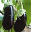 Eggplant varieties Almalik F1 Photo and characteristics