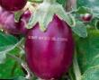 Eggplant varieties Ametist Photo and characteristics