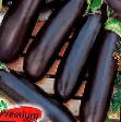 Eggplant varieties Aleshka F1 Photo and characteristics