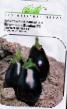 une aubergine  Bonika F1 l'espèce Photo