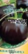 Eggplant varieties Gribnoe udovolstvie Photo and characteristics