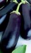 une aubergine les espèces Chernoe Sovershenstvo Photo et les caractéristiques