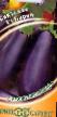 une aubergine  Baron F1 l'espèce Photo