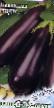 Баклажаны сорта Индус  Фото и характеристика
