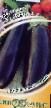 Баклажаны сорта Лолита F1 Фото и характеристика