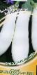 Баклажаны сорта Пеликан F1 Фото и характеристика