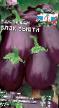 Eggplant varieties Blehk Byuti Photo and characteristics